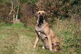 FILA BRASILEIRO 002